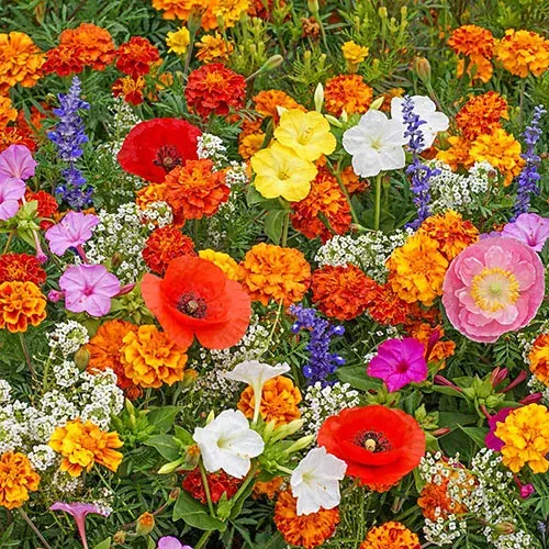 👍Mixed Perennial Flower Seeds – 60+ Varieties for Endless Blooms