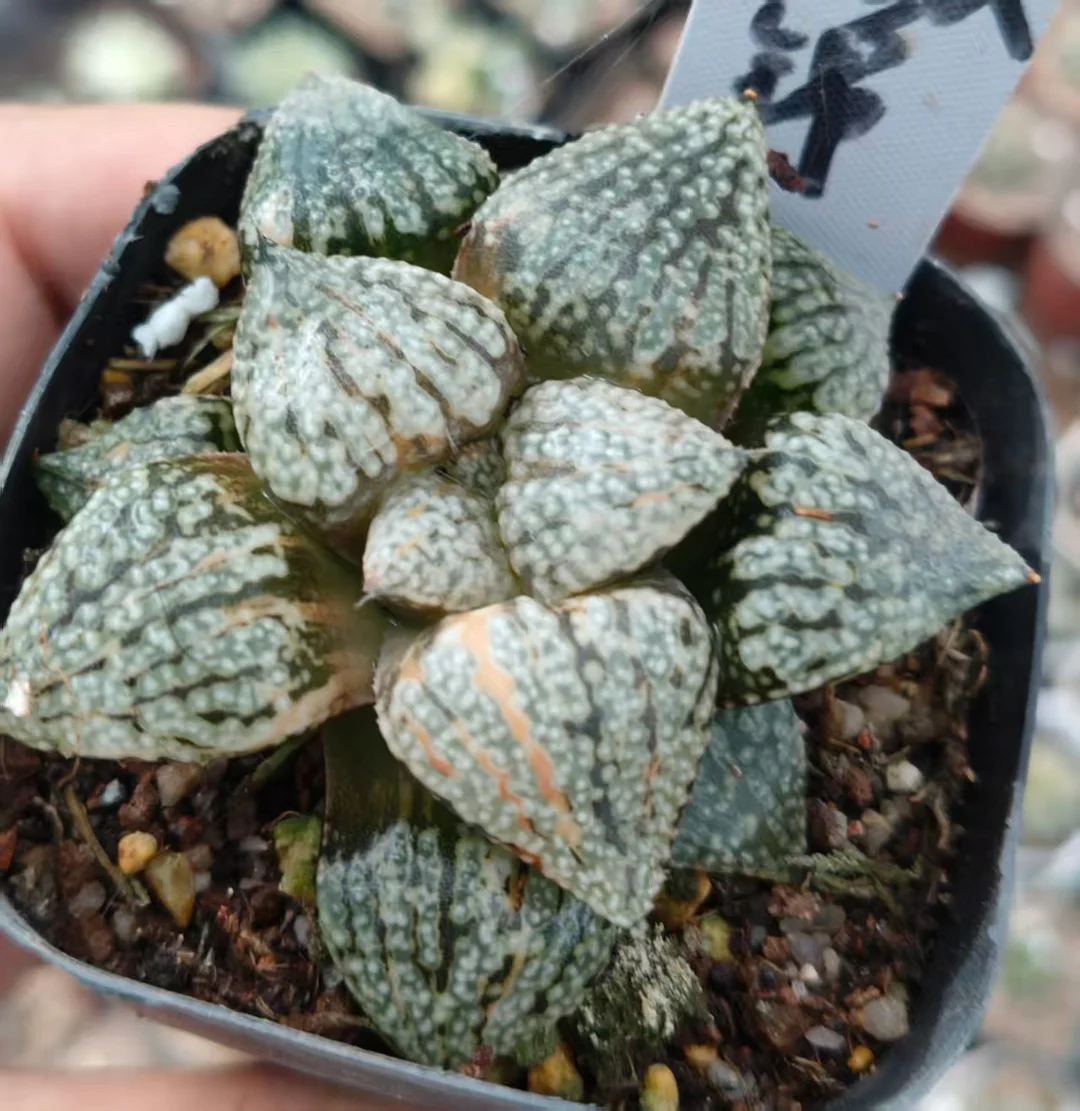 plant Aeonium Echeveria Haworthia  Caudex  Lithops Cactus  Agave 