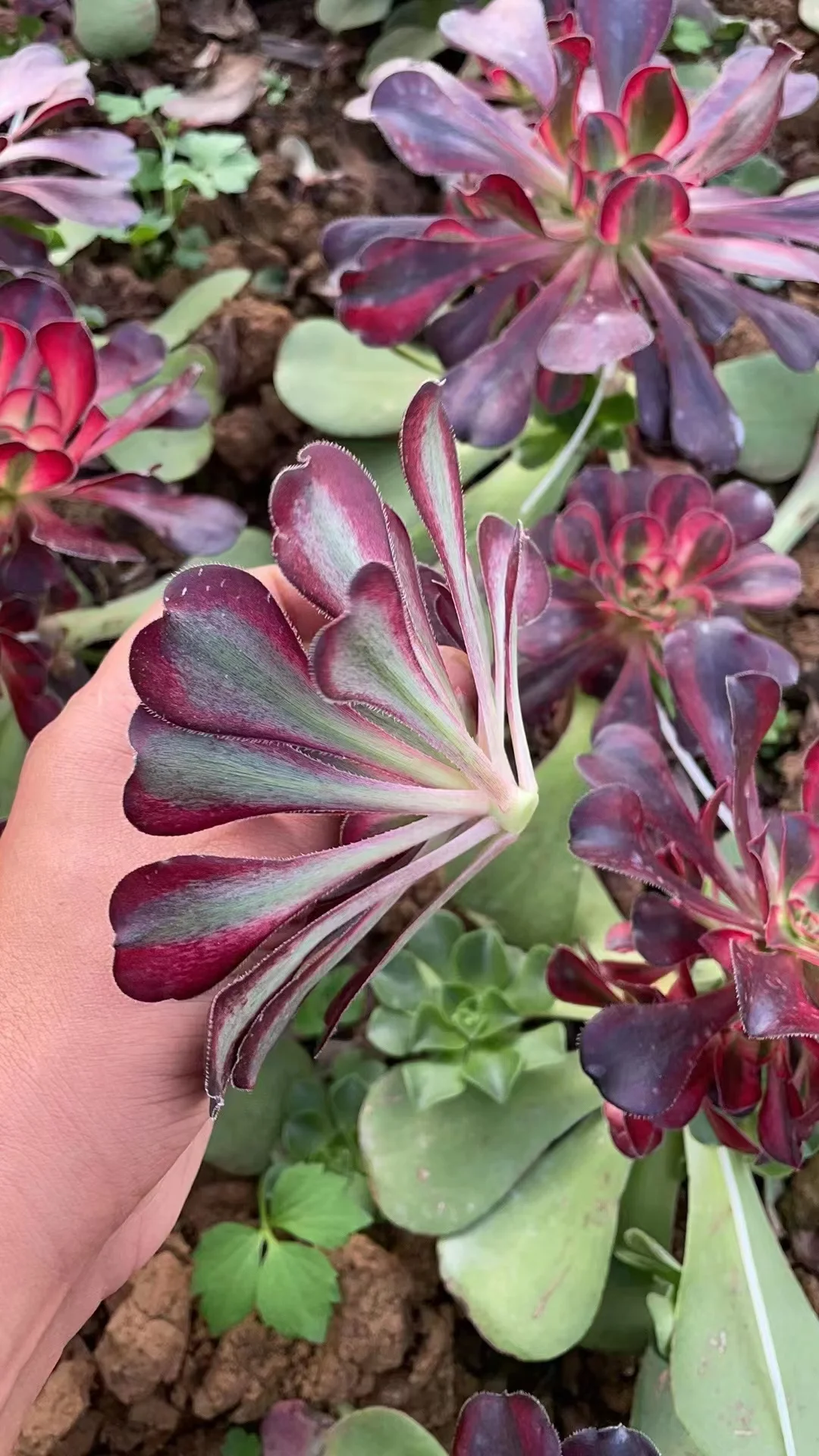 plant Aeonium Echeveria Haworthia  Caudex  Lithops Cactus  Agave 