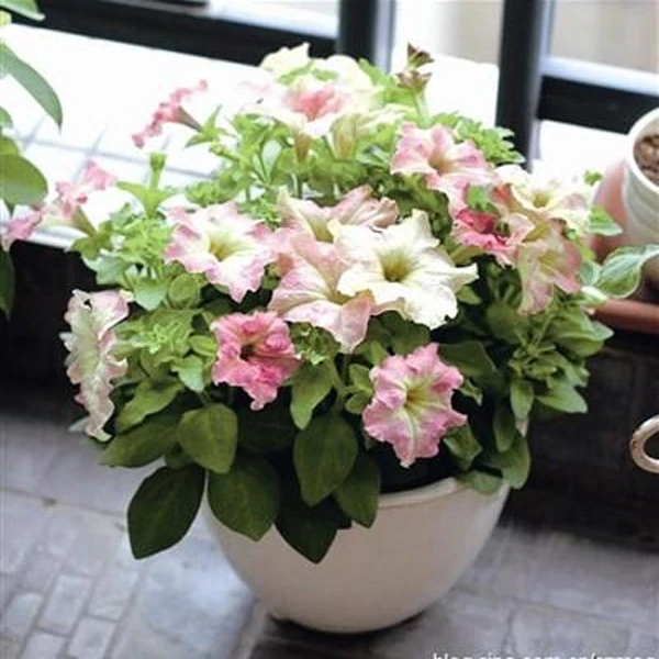 White Pink Scarce Rare Phantom Petunia Flower Seeds Jonyparkseed®