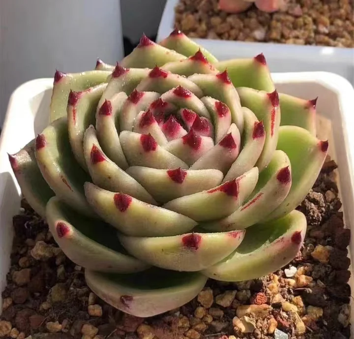 plant Aeonium Echeveria Haworthia  Caudex  Lithops Cactus  Agave 