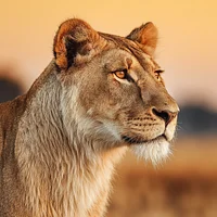 Lioness on the Savannah - Diamond Painting