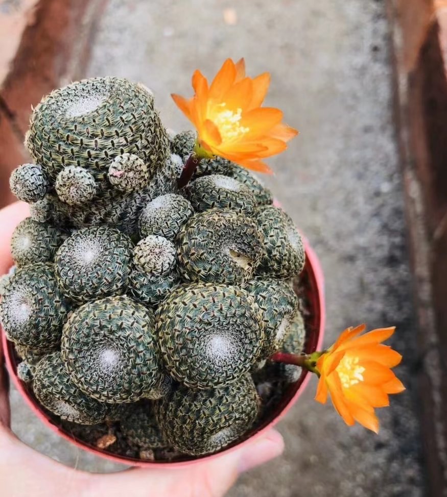 plant Aeonium Echeveria Haworthia  Caudex  Lithops Cactus  Agave 