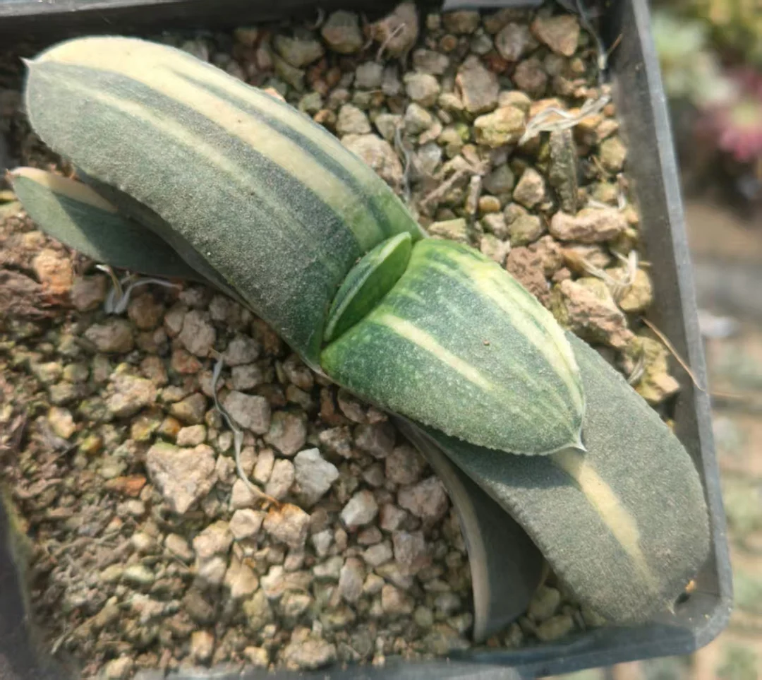 onestock.Gasteriea armstrongii f.variegata 8cm/ Haworthia/ Succulent plants / Garden landscape / Carefully select healthy plants
