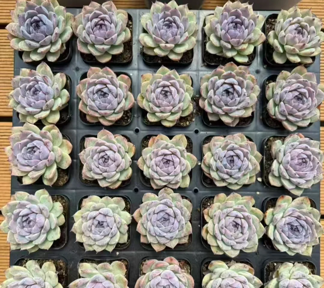 plant Aeonium Echeveria Haworthia  Caudex  Lithops Cactus  Agave 