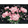 Peony - 9CT Full Beaded Cross Stitch Kit(63x48cm)