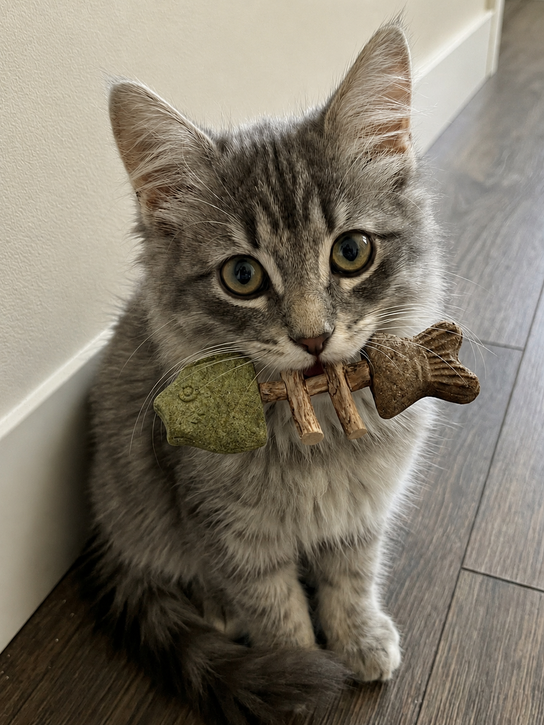 Kitten with chew toy