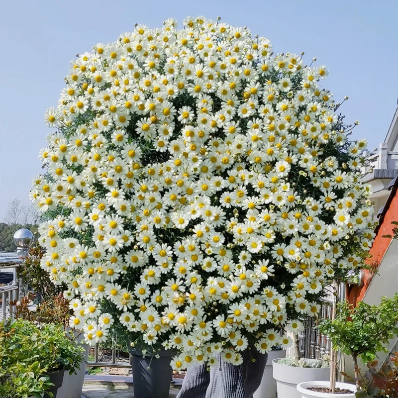 🌼Natural Mosquito Repellent - Pyrethrum seeds