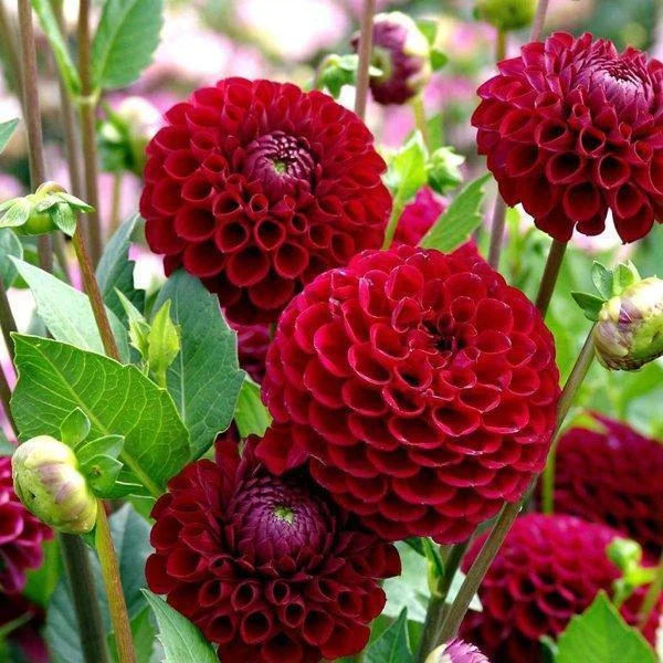 100Pcs Dahlia Bulb Flower Seeds Bonsai Flower Bulbs