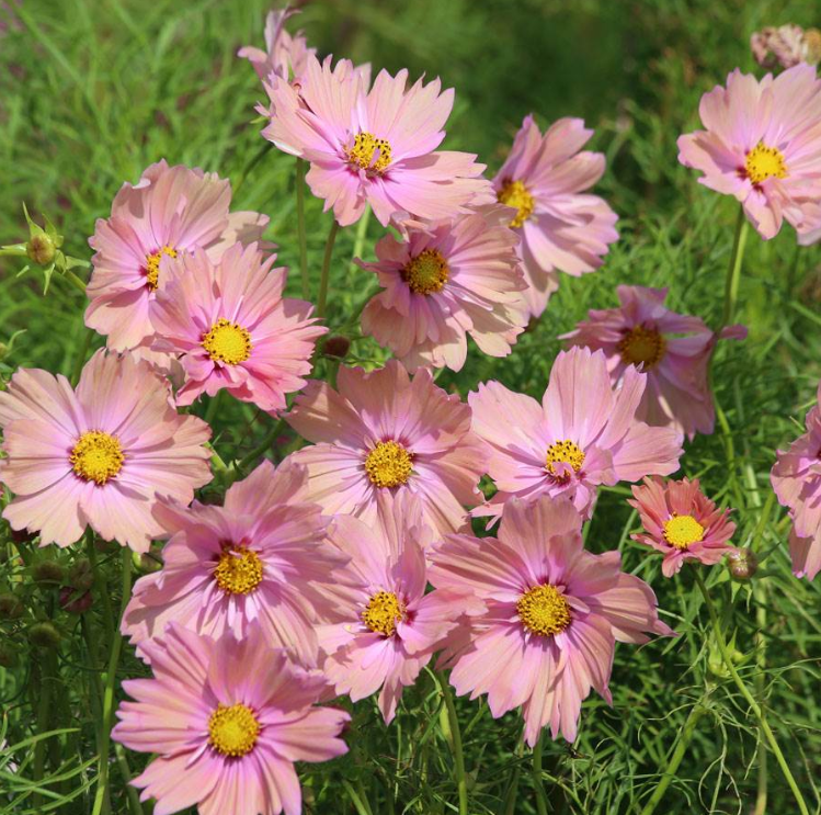 'Apricotta' Cosmos Seeds Jonyparkseed®