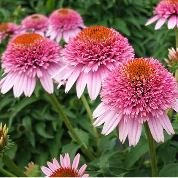 Echinacea Butterfly Kisses (Coneflower) Jonyparkseed®