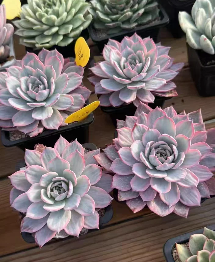 plant Aeonium Echeveria Haworthia  Caudex  Lithops Cactus  Agave 