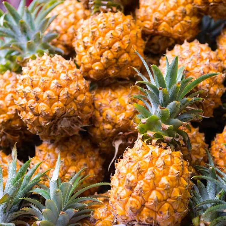 Pineapple seeds – even beginners can easily grow a tropical delicacy