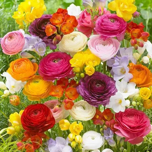 🌷Multicolor Ranunculus Seeds