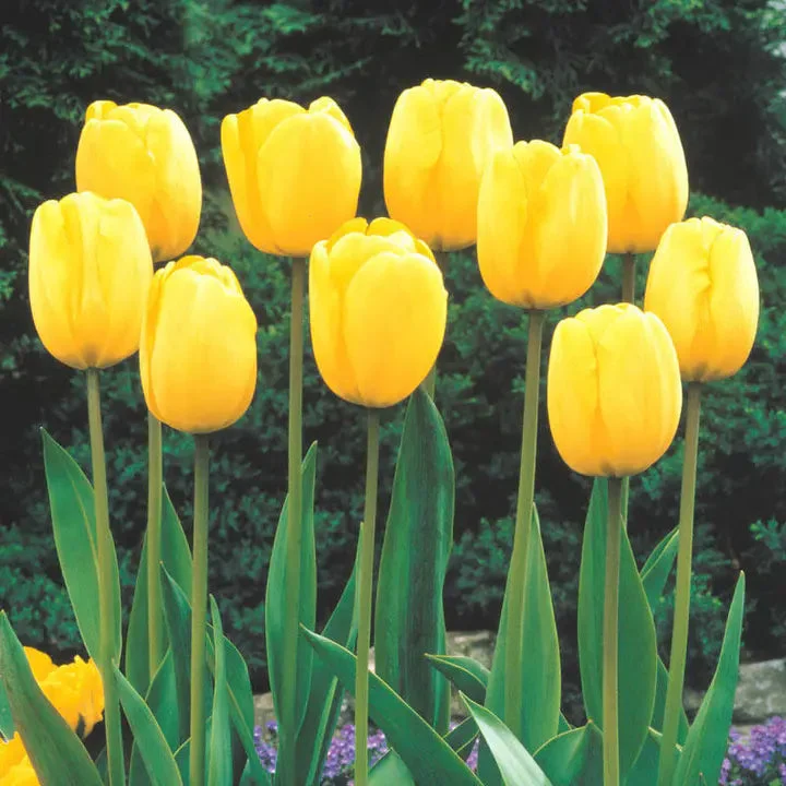 Rare Color Tulip Seeds