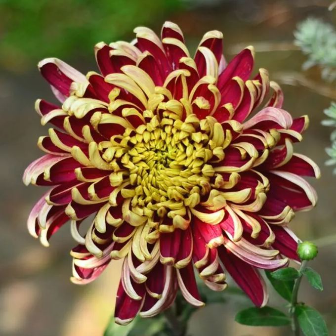 Beautiful Rare Golden Daisy🌻Easy