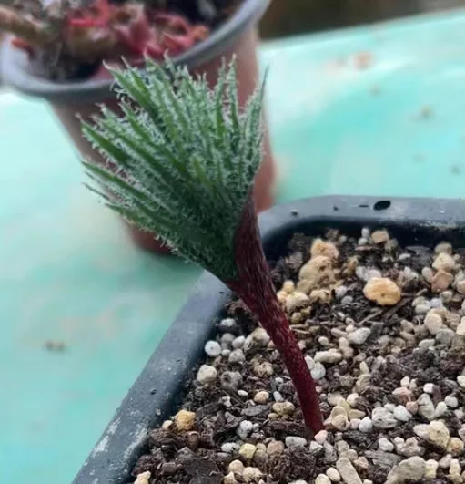 plant Aeonium Echeveria Haworthia  Caudex  Lithops Cactus  Agave 