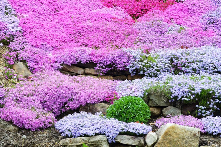 Phlox Archives - Gardenia