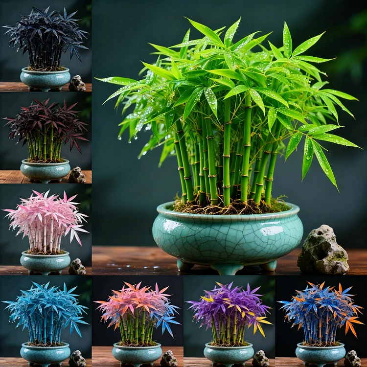 🌿 DreamBamboo &mdash; Multi-Color Lucky Bamboo Cypress