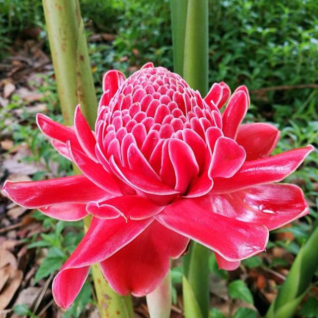Porcelain rose seeds-Etlingera elatior-Torch Ginger