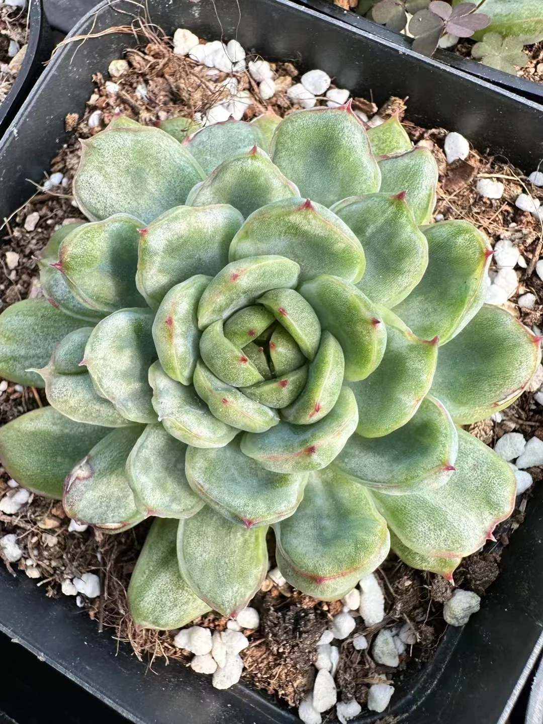 plant Aeonium Echeveria Haworthia  Caudex  Lithops Cactus  Agave 