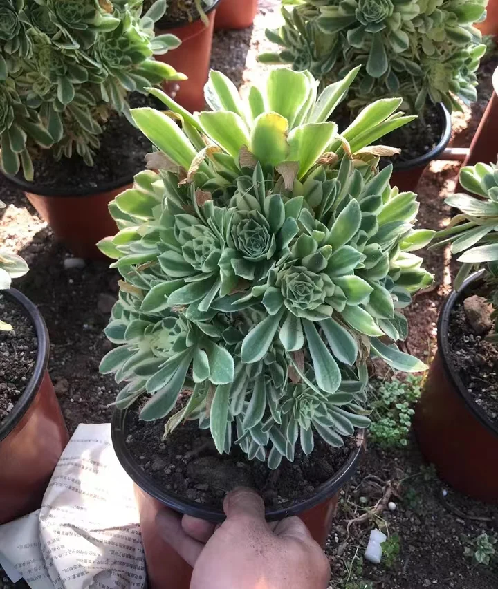 plant Aeonium Echeveria Haworthia  Caudex  Lithops Cactus  Agave 