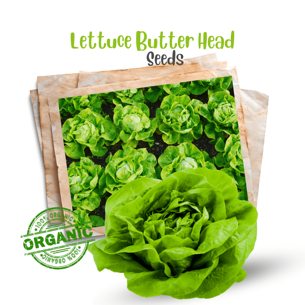 Lettuce Butterhead Seeds &ndash; Tender Gourmet Salad Leaves