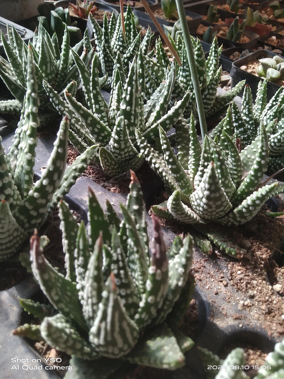 plant Aeonium Echeveria Haworthia  Caudex  Lithops Cactus  Agave 