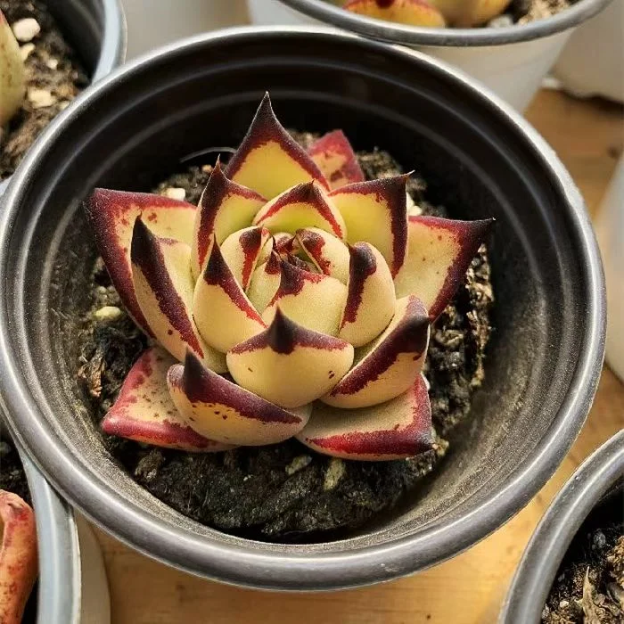 plant Aeonium Echeveria Haworthia  Caudex  Lithops Cactus  Agave 