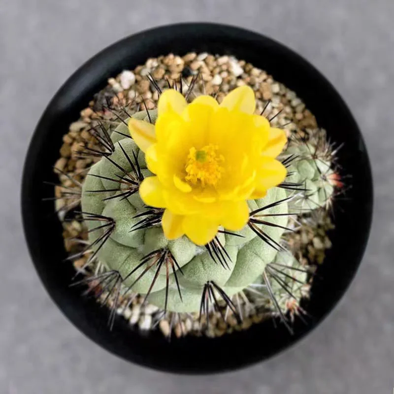 639.  Ortegocactus macdougalli /Cactus plants /Succulent plants/ Garden landscape / Carefully select healthy plants