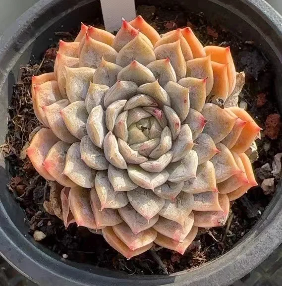 512.Echeveria Maribel. single head 4-5cm/Echeveria /Succulent plants / Garden landscape / Carefully select healthy plants