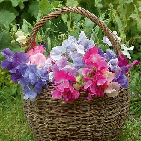 Sweet Pea 'Sweet Dreams' - Mixed Colors