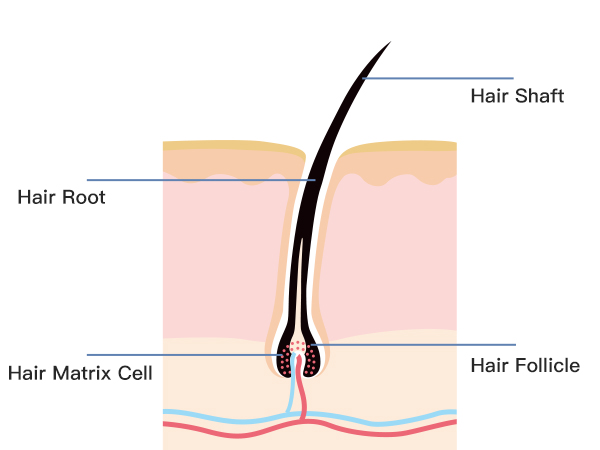 Blocked Hair Follicles: Causes, Pictures, Treatment, and Prevention