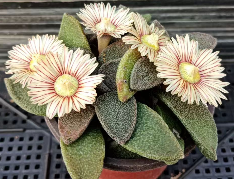 plant Aeonium Echeveria Haworthia  Caudex  Lithops Cactus  Agave 