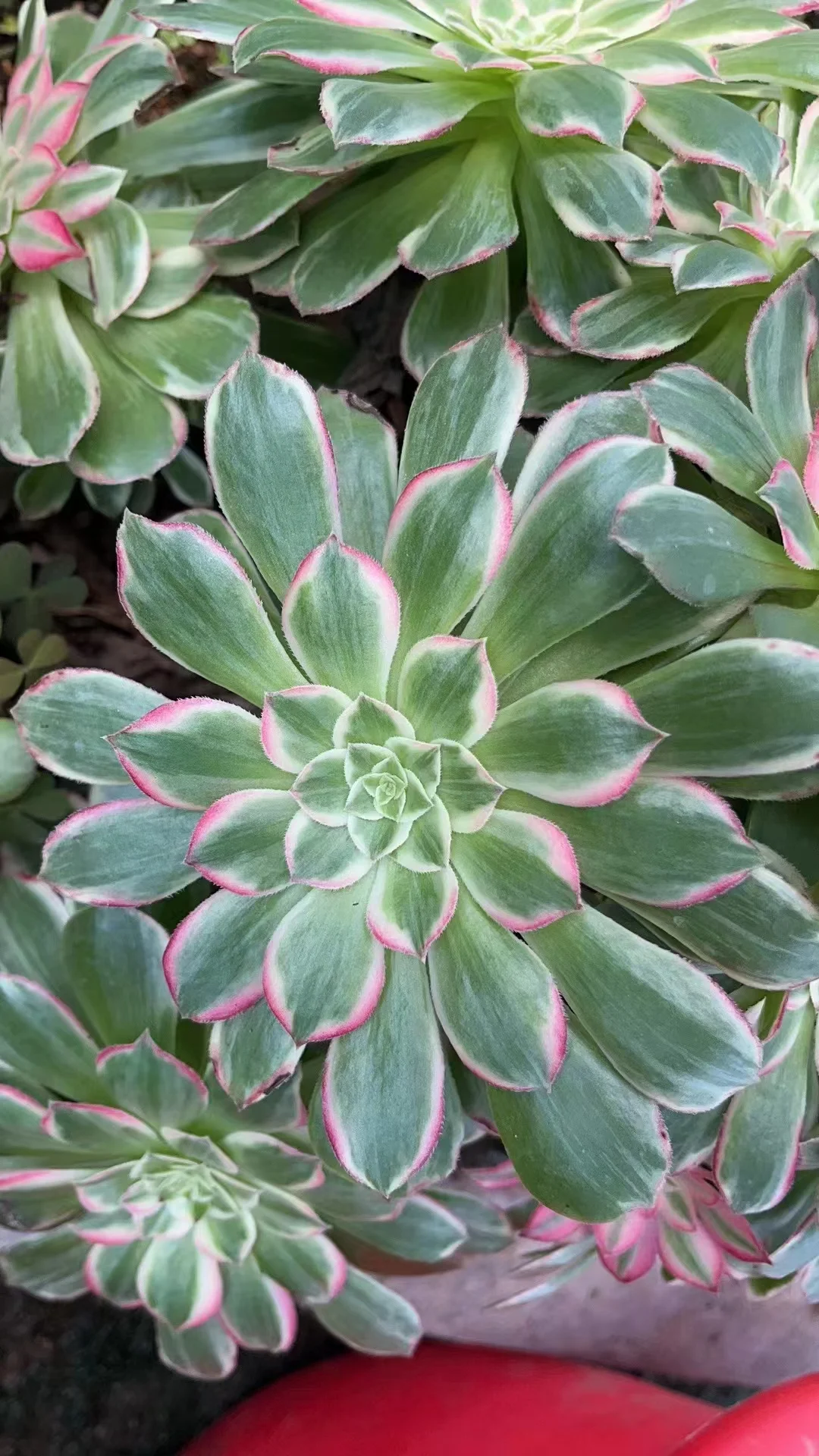 plant Aeonium Echeveria Haworthia  Caudex  Lithops Cactus  Agave 