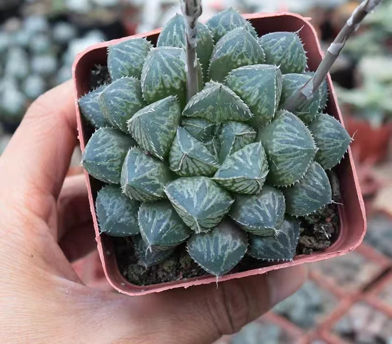 hts17.Haworthia Hybrid Mirrorball 4-5cm/ Haworthia/ Succulent plants / Garden landscape / Carefully select healthy plants