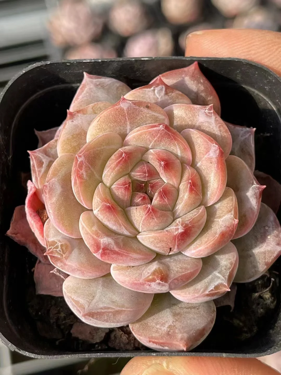 plant Aeonium Echeveria Haworthia  Caudex  Lithops Cactus  Agave 