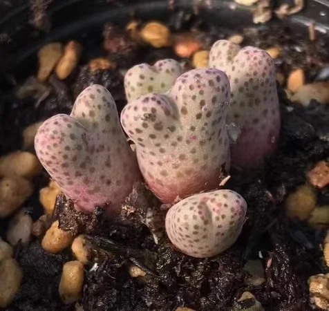 plant Aeonium Echeveria Haworthia  Caudex  Lithops Cactus  Agave 