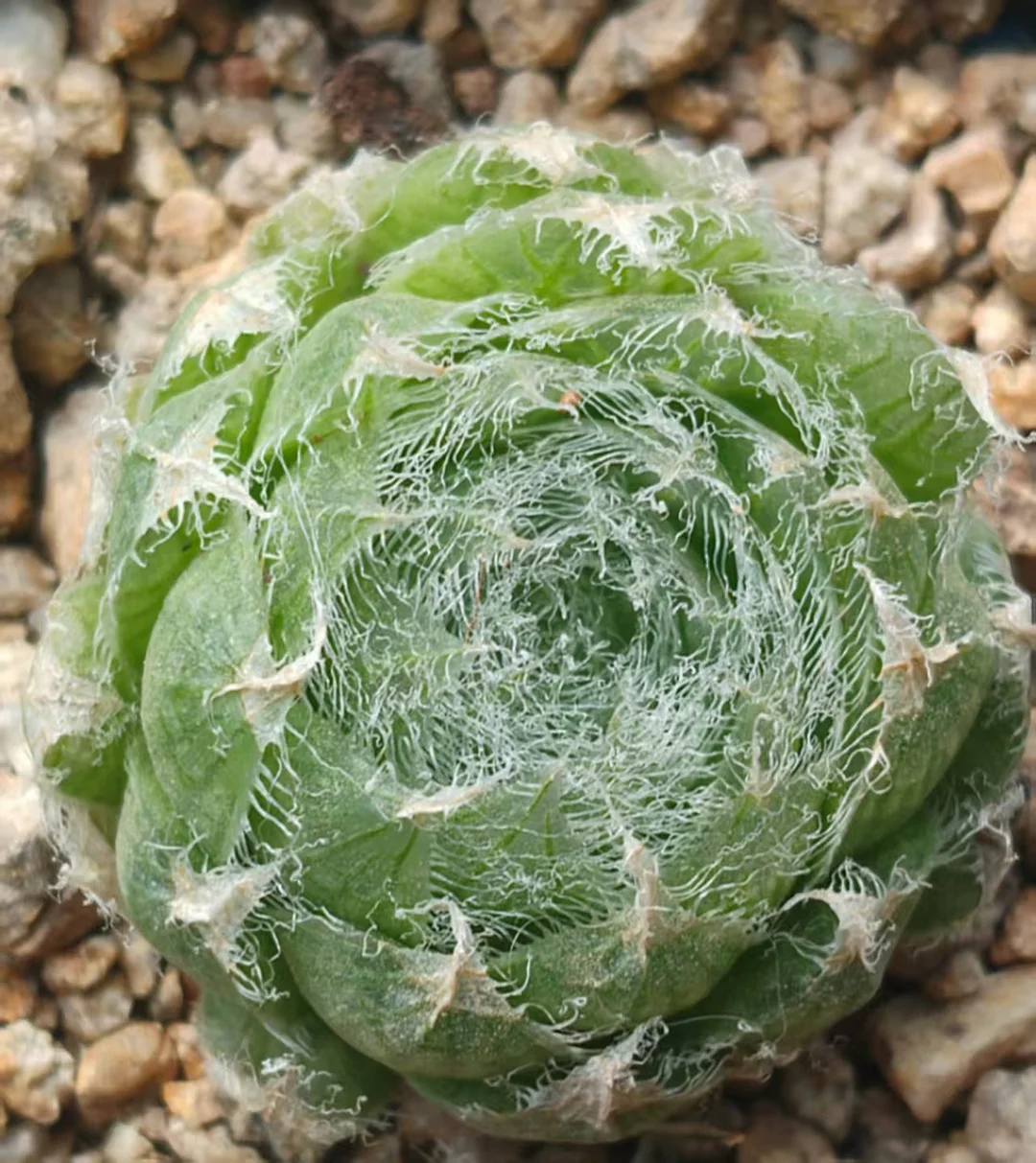 plant Aeonium Echeveria Haworthia  Caudex  Lithops Cactus  Agave 