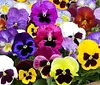 Mix Pansy Seeds Swiss Giants Mix Flower Bulk 1000 Seeds