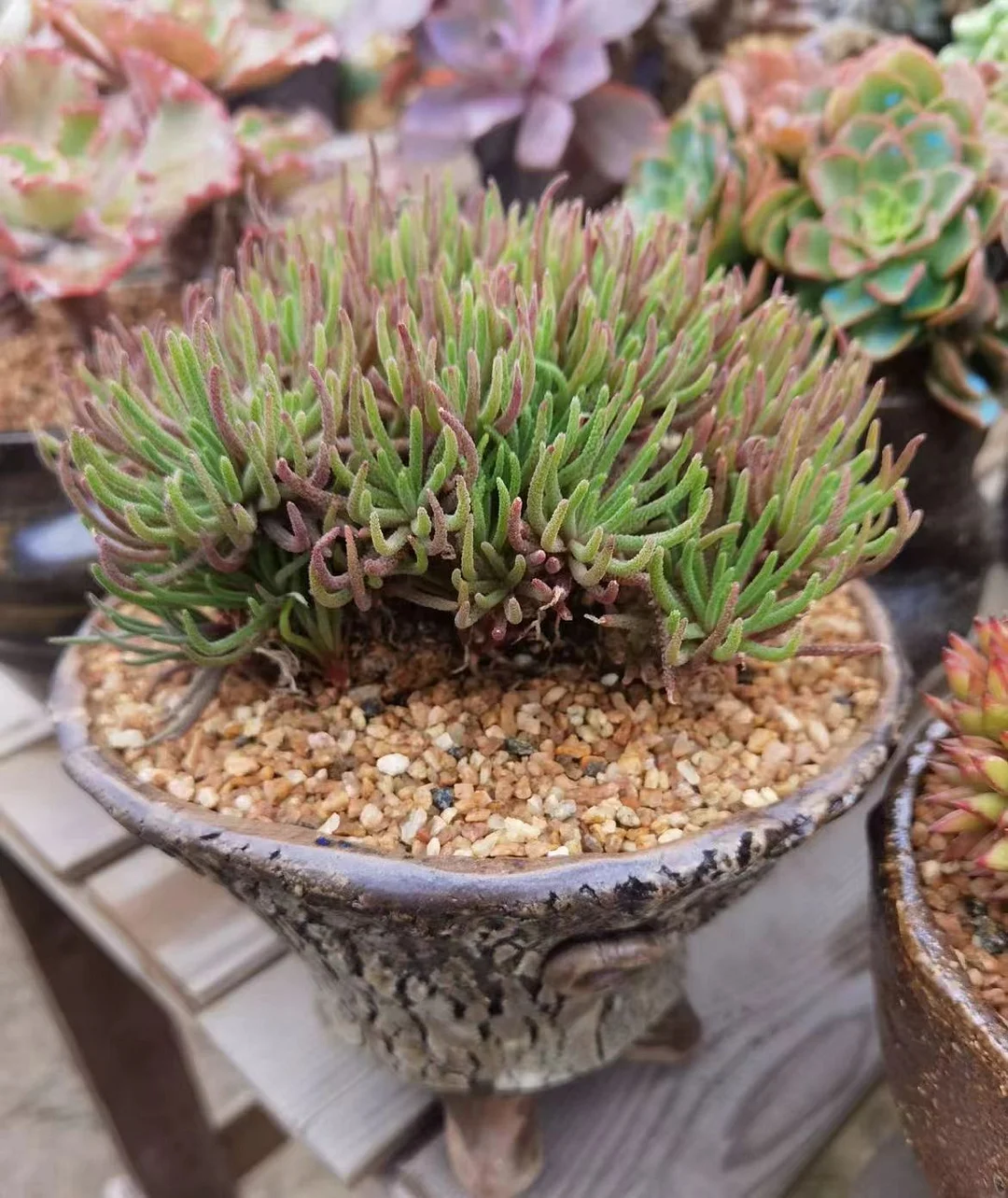 plant Aeonium Echeveria Haworthia  Caudex  Lithops Cactus  Agave 