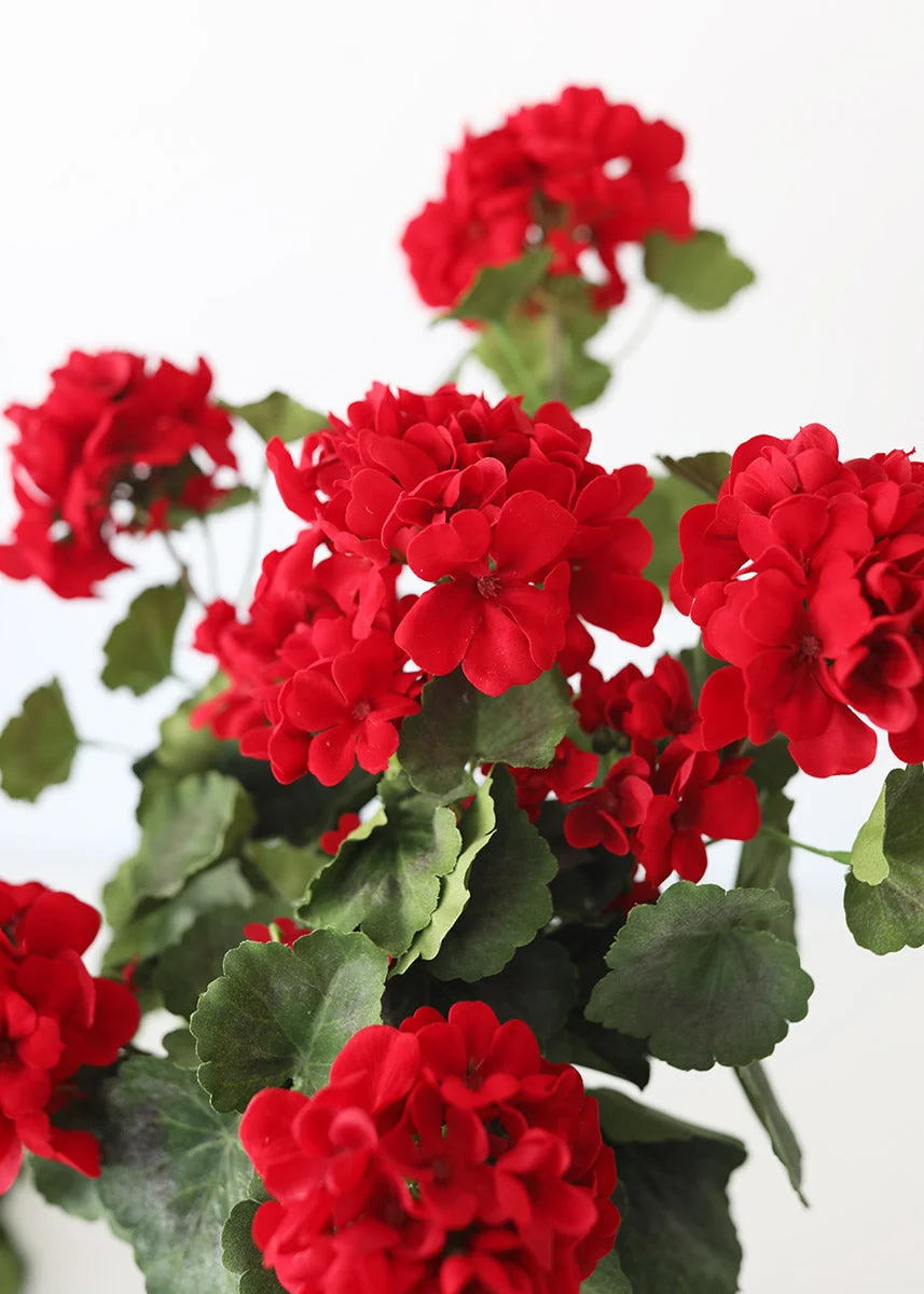 UV Protected Outdoor Geranium Bush - 22"