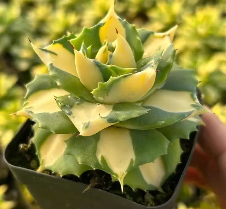 plant Aeonium Echeveria Haworthia  Caudex  Lithops Cactus  Agave 