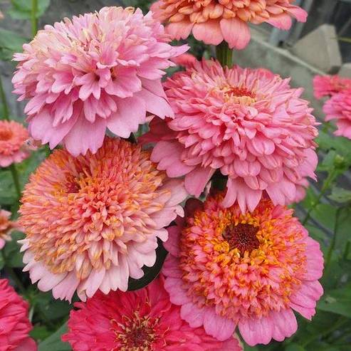 Zinnia Seeds - Pink Mix Seeds