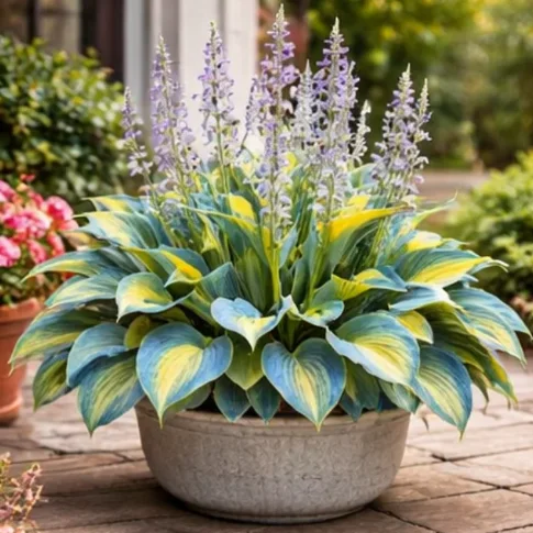 🪴Celestial Mint Aura Hosta Bulbs🌟High-Yield🌟 