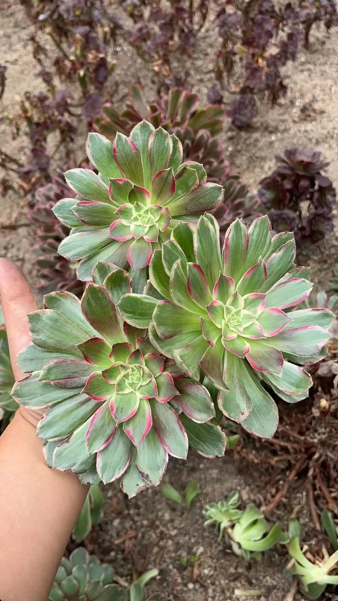 plant Aeonium Echeveria Haworthia  Caudex  Lithops Cactus  Agave 