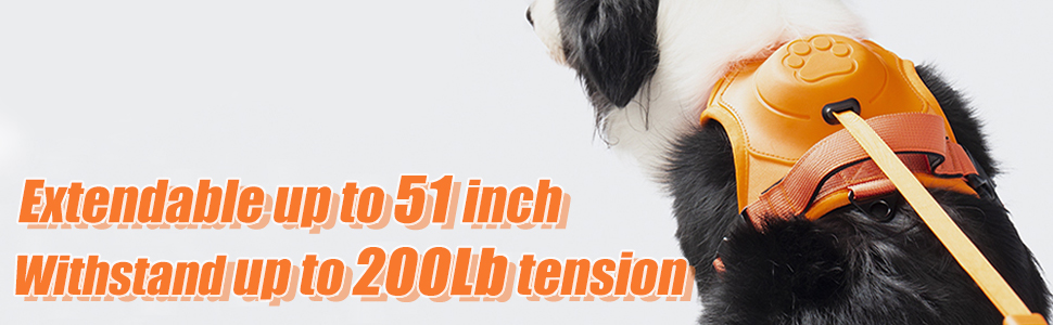 dog harness and leash