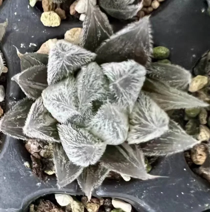 plant Aeonium Echeveria Haworthia  Caudex  Lithops Cactus  Agave 