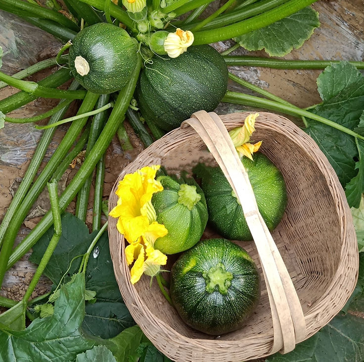 Tender pumpkin seeds Jonyparkseed®