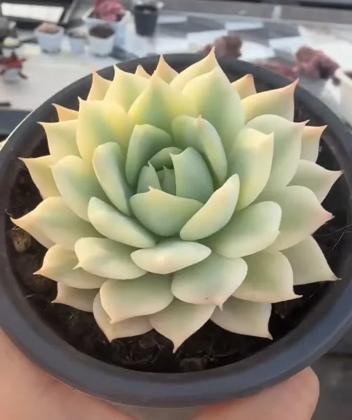 plant Aeonium Echeveria Haworthia  Caudex  Lithops Cactus  Agave 